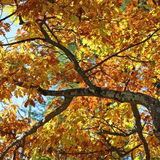 Sensing Nature: From the Outside In
